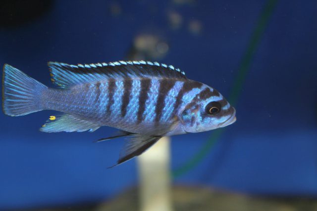 Metriaclima fainzilberi Mdoka Reef (samec)
