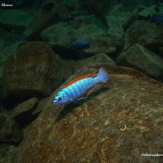 Labeotropheus trewavasae