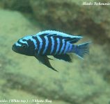 Cynotilapia zebroides