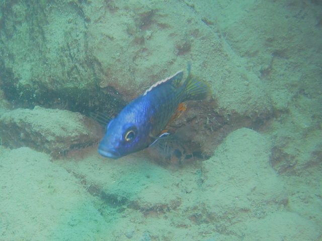 Stigmatochromis modestus (samec)