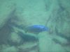 Stigmatochromis modestus