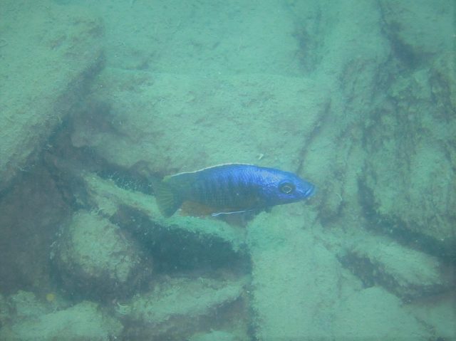 Stigmatochromis modestus