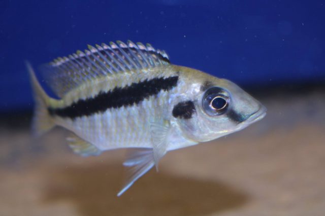 Mylochromis sp. ,mollis north' Hora Mhango (samice)