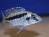 Mylochromis sp. ,mollis north' Hora Mhango (samice)