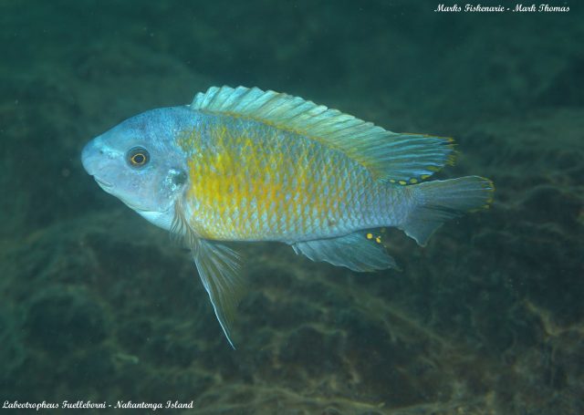 Labeotropheus fuelleborni (15)