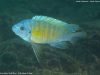 Labeotropheus fuelleborni (15)
