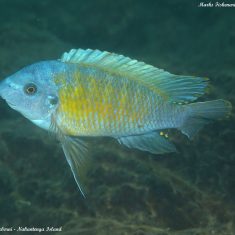 Labeotropheus fuelleborni (15)