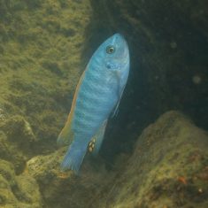 Labeotropheus trewavasae