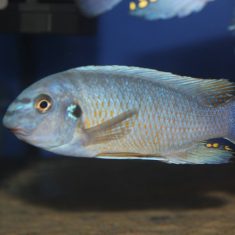 Labeotropheus fuelleborni (16)