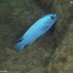 Labeotropheus trewavasae