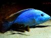 Nimbochromis fuscotaeniatus