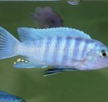 Cynotilapia sp. ,iwera‘