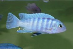 Cynotilapia sp. ,iwera‘