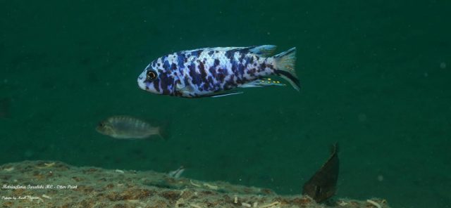 Metriaclima tarakiki