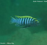 Cynotilapia zebroides