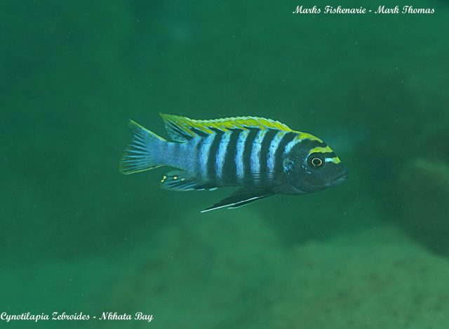 Cynotilapia zebroides (samec)