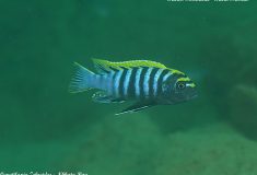 Cynotilapia zebroides