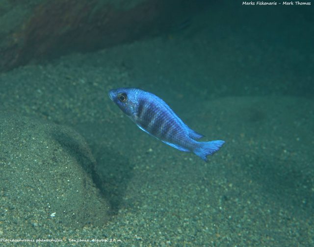 Placidochromis sp. &#8218;phenochilus&#8216;
