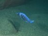 Placidochromis sp. ‚phenochilus‘