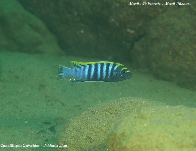 Cynotilapia zebroides (samec)