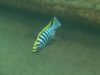 Cynotilapia zebroides (samec)