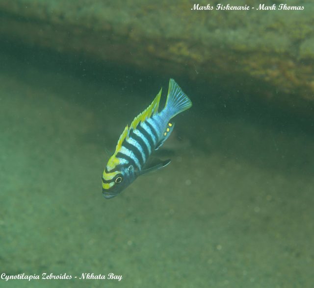 Cynotilapia zebroides (samec)