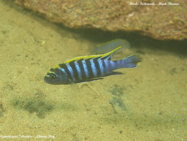 Cynotilapia zebroides (samec)