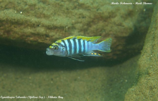Cynotilapia zebroides (samec)
