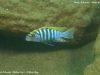 Cynotilapia zebroides (samec)