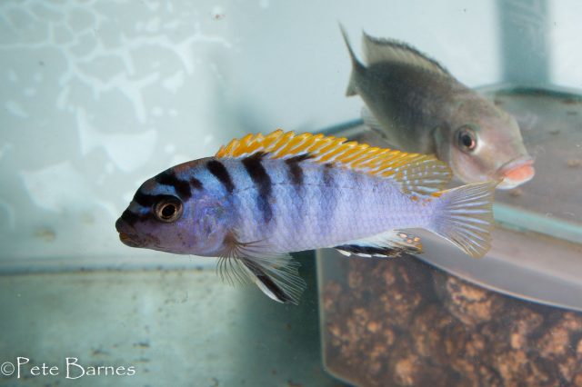Pseudotropheus sp. &#8218;perspicax&#8216;