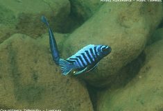 Cynotilapia zebroides