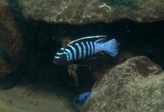 Cynotilapia zebroides