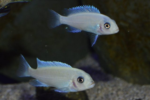 Metriaclima callainos Ruarwe (samice)