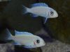 Metriaclima callainos Ruarwe (samice)
