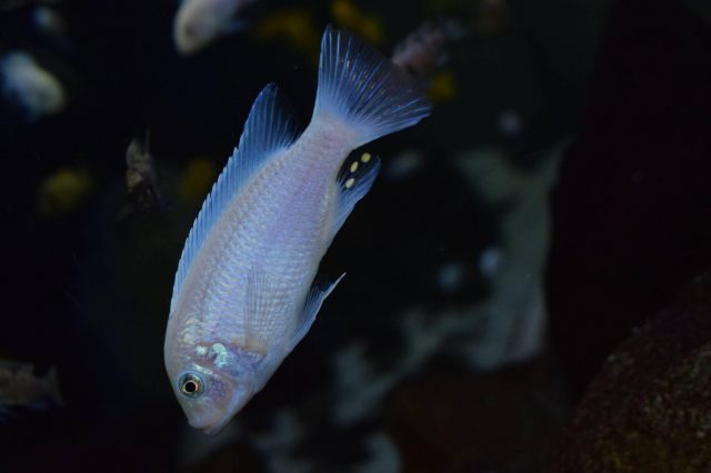 Metriaclima callainos