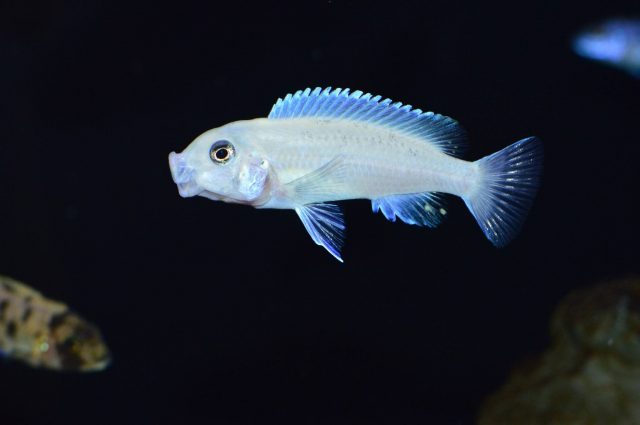 Metriaclima callainos Ruarwe (samec)