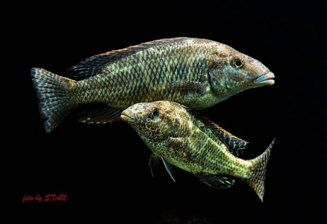 Nimbochromis linni (samec a samice)