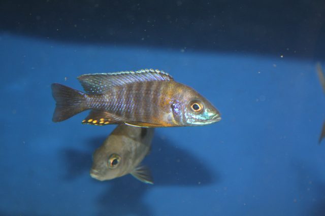 Aulonocara saulosi Likoma Island (samec)