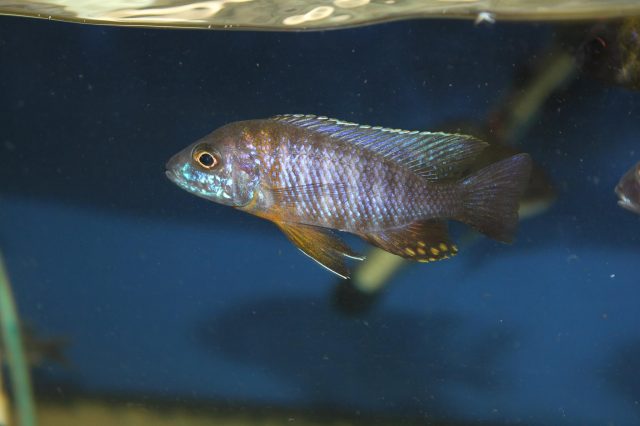 Aulonocara saulosi Likoma Island (samec)