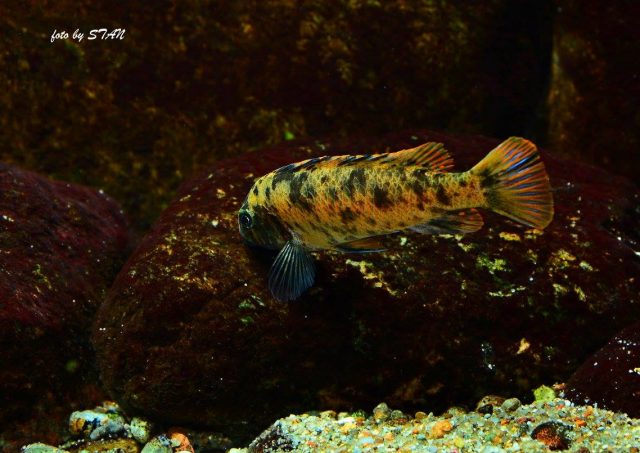 Labeotropheus trewavasae Katale Island (OB samice)
