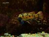 Labeotropheus trewavasae Katale Island (OB samice)
