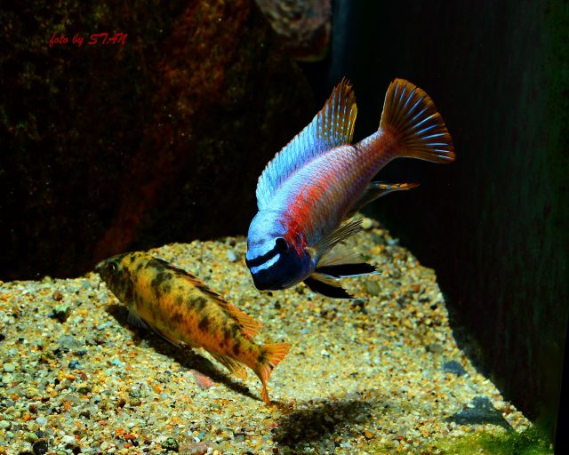 Labeotropheus trewavasae Katale Island (samec a OB samice)