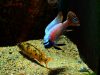 Labeotropheus trewavasae Katale Island (samec a OB samice)