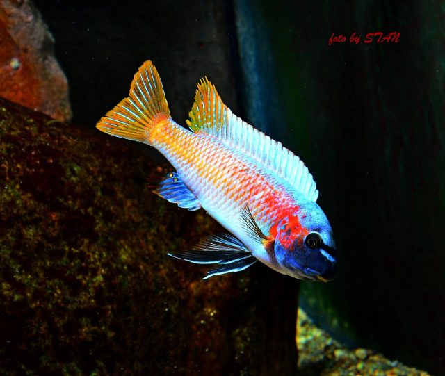 Labeotropheus trewavasae Katale Island (samec)
