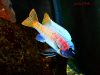 Labeotropheus trewavasae Katale Island (samec)