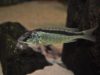 Mylochromis formosus (samice)