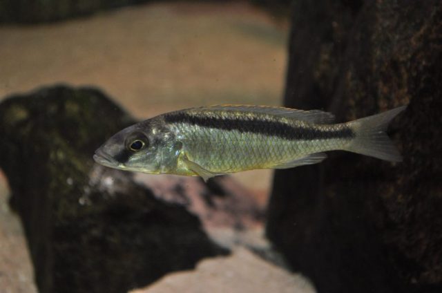 Mylochromis formosus (samice)