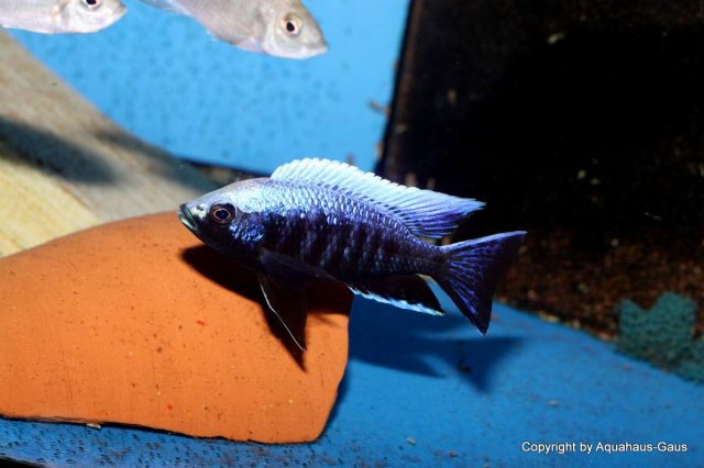 Copadichromis trewavasae