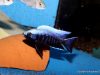 Copadichromis trewavasae