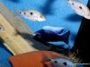 Copadichromis trewavasae Lupingu (samec a samice)